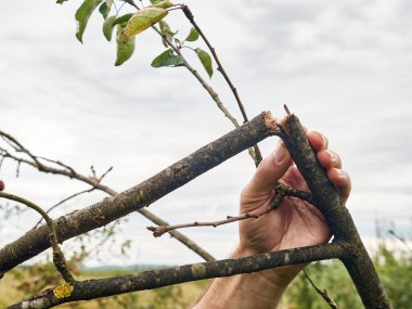 Bir bahçıvan armut ağacının kırık dalını inceliyor. Fırtına meyve bahçesine zarar verdi..