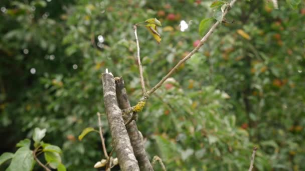 园丁检查梨树折断的枝条 暴风雨损坏了果园 — 图库视频影像