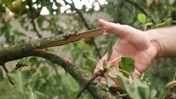 Bir Bahçıvan Armut Ağacının Kırık Dalını Inceliyor Fırtına Meyve Bahçesine — Stok video