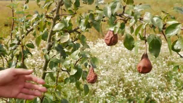 Seorang Tukang Kebun Memeriksa Pir Busuk Pohon Kehilangan Tanaman Pir — Stok Video