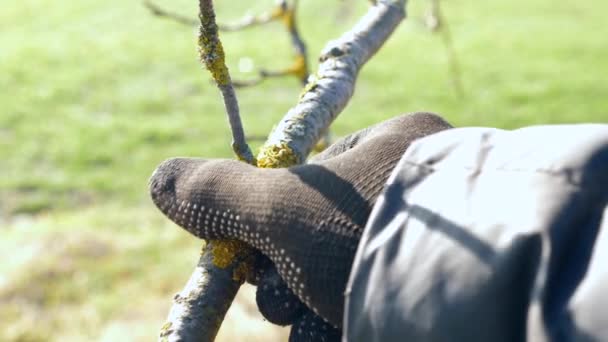Árbol Frutal Limpia Líquenes Concepto Jardinería — Vídeos de Stock