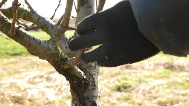 Trädgårdsmästaren Skär Extra Grenarna Fruktträdet Med Sekatörer Trädgårdskoncept — Stockvideo