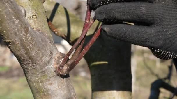 庭師は 木の果実の余分な枝をセクシーなものと切断する ガーデニングコンセプト — ストック動画