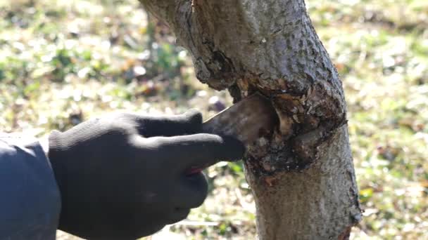Uma Úlcera Uma Árvore Fruto Limpa Tratada Conceito Jardinagem — Vídeo de Stock