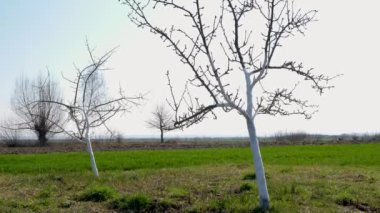 Bahçedeki meyve ağaçlarını beyazlattı. Bahçıvanlık. Bahar bahçesi bakımı.