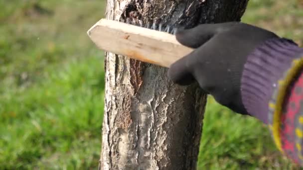 Kmen Ovocného Stromu Očištěn Staré Kůry Kovovým Štětcem Zahradničení Jarní — Stock video