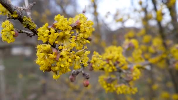 Kwitnące Psie Drewno Jasnożółte Kwiaty Drzewa Dogwood — Wideo stockowe