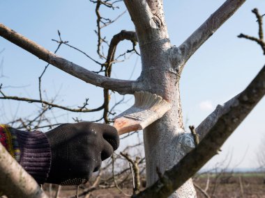 Limonlu meyve ağacının beyazlatılması. Bahçıvanlık. Bahar bahçesi bakımı.