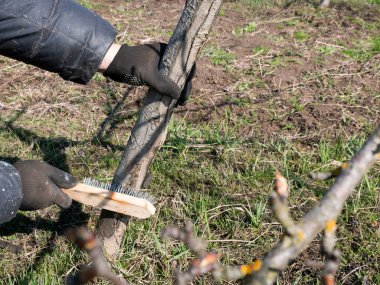 Bir meyve ağacının gövdesi metal bir fırçayla eski bir ağaç kabuğundan temizlenir. Bahçıvanlık. Bahar bahçesi bakımı.