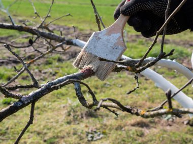 Meyve ağaçlarının dallarındaki Lichenler kireçle beyazlatılır. Bahçıvanlık. Bahar bahçesi bakımı.