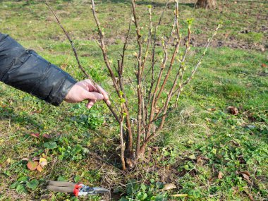 Kuru dallar üzümlü çalılardan kesilir. Bahçe bakımı. Bahçıvanlık.