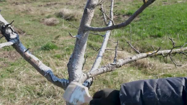 Whitening Van Een Fruitboom Met Een Mengsel Van Kalk Tuinieren — Stockvideo
