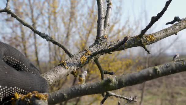 Branches Fruit Tree Cleaned Lichens Gardening Spring Garden Care — Stock Video