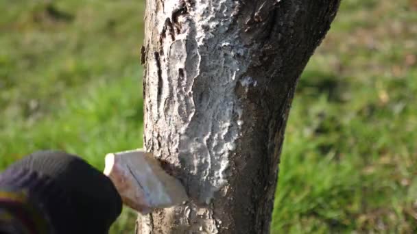 Bělení Ovocného Stromu Směsí Vápna Zahradničení Jarní Zahradní Péče — Stock video