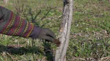 Bir meyve ağacının gövdesi metal bir fırçayla eski bir ağaç kabuğundan temizlenir. Bahçıvanlık. Bahar