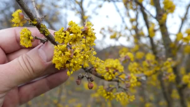 Kwitnące Psie Drewno Jasnożółte Kwiaty Drzewa Dogwood — Wideo stockowe