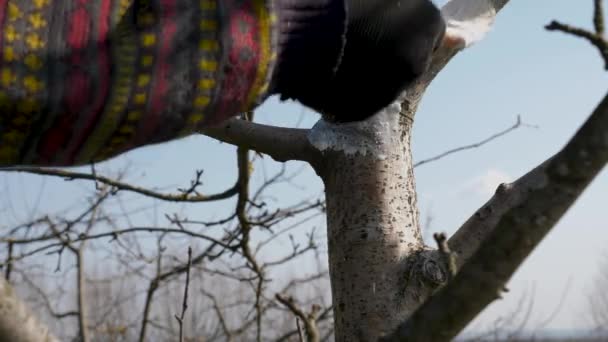 Wybielanie Drzewa Owocowego Mieszaniną Wapna Ogrodnictwo Wiosenna Pielęgnacja Ogrodu — Wideo stockowe