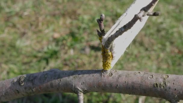 Licheny Větvích Ovocných Stromů Jsou Běleny Vápnem Zahradničení Jarní Zahradní — Stock video