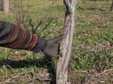 Bir meyve ağacının gövdesi eski ağaç kabuğundan temizlenir. Bahçıvanlık. Bahar bahçesi bakımı.