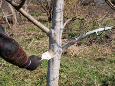 Limonlu meyve ağacının beyazlatılması. Bahçıvanlık. Bahar bahçesi bakımı.