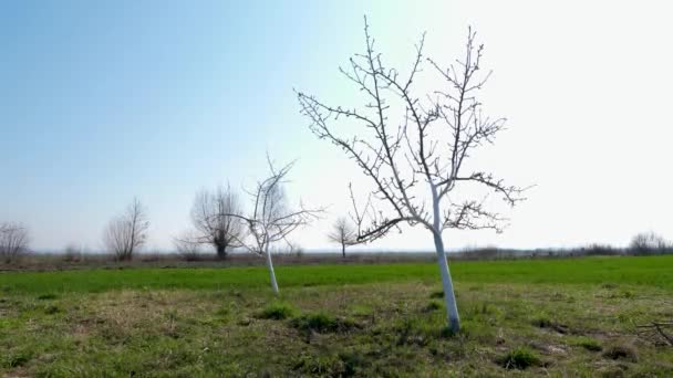 Fruitbomen Tuin Witter Gemaakt Tuinieren Voorjaarstuinonderhoud — Stockvideo