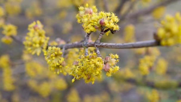Kvetoucí Dříví Jasně Žluté Květy Stromu Dogwood — Stock video