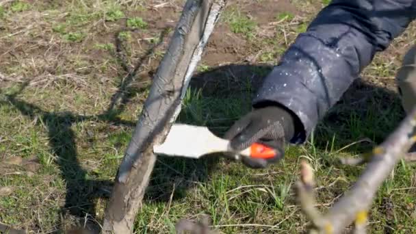 Aufhellung Eines Obstbaums Mit Einer Mischung Aus Linde Gartenarbeit Frühjahrspflege — Stockvideo