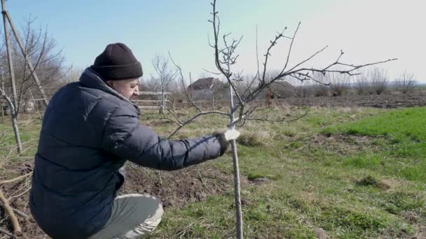 Branqueamento Uma Árvore Fruto Com Uma Mistura Visco Jardinagem Primavera — Vídeo de Stock