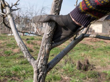 Bir meyve ağacının gövdesi eski ağaç kabuğundan temizlenir. Bahçıvanlık. Bahar bahçesi bakımı.
