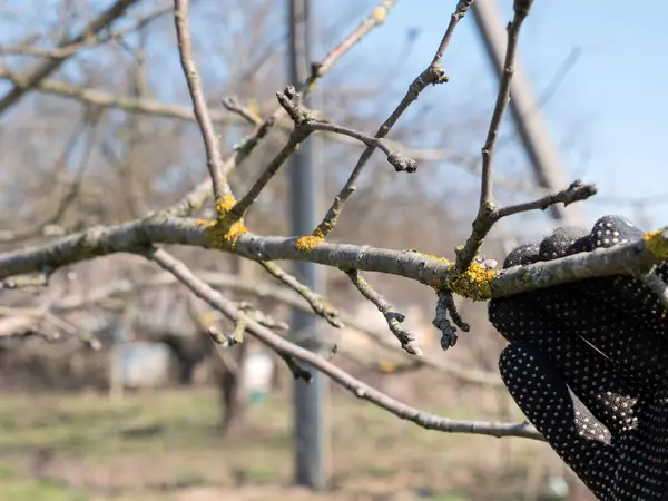Meyve ağacının dalları kertenkelelerden temizlendi. Bahçıvanlık. Bahar bahçesi bakımı.
