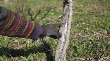 Bir meyve ağacının gövdesi eski ağaç kabuğundan temizlenir. Bahçıvanlık. Bahar