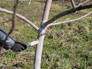 Limonlu meyve ağacının beyazlatılması. Bahçıvanlık. Bahar bahçesi bakımı.
