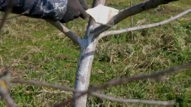 Limonlu meyve ağacının beyazlatılması. Bahçıvanlık. Bahar bahçesi bakımı.