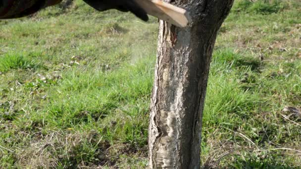 Tronco Uma Árvore Fruto Limpa Latido Velho Com Uma Escova — Vídeo de Stock