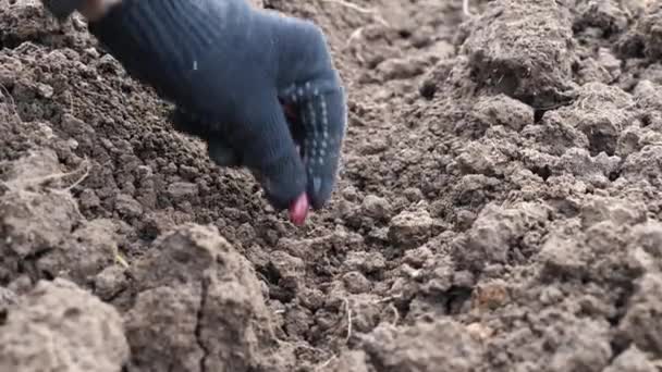 Piantare Cipolle Terreno Preparato Agricoltura — Video Stock