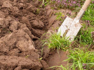 The agricultural plot is dug up with a shovel. Manual tillage. clipart
