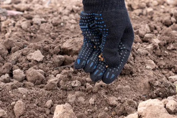 Toprağa pancar tohumları konur. Büyüyen pancarlar. Tarım.