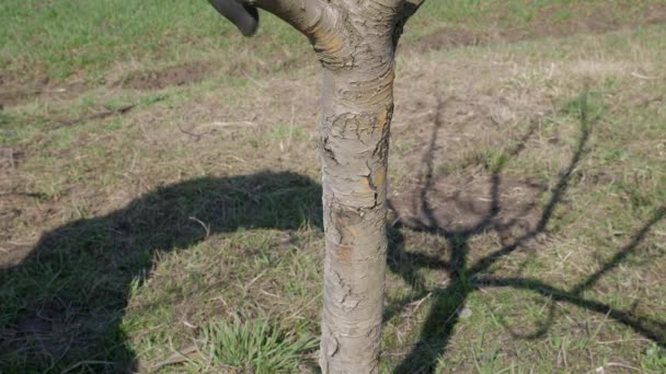 Tronco Uma Árvore Fruto Limpa Latido Velho Com Uma Escova — Vídeo de Stock