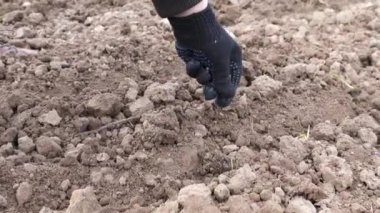 Toprağa pancar tohumları konur. Büyüyen pancarlar. Tarım.