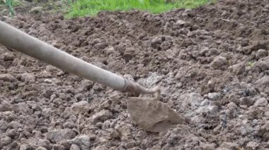 Tohumlar elle toprakla kaplıdır. Tarım.