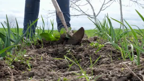 Patul Usturoi Este Slăbit Buruienile Sunt Îndepărtate Agricultură — Videoclip de stoc