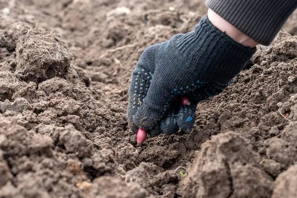準備された土壌にタマネギを植える 農業について ロイヤリティフリーのストック写真