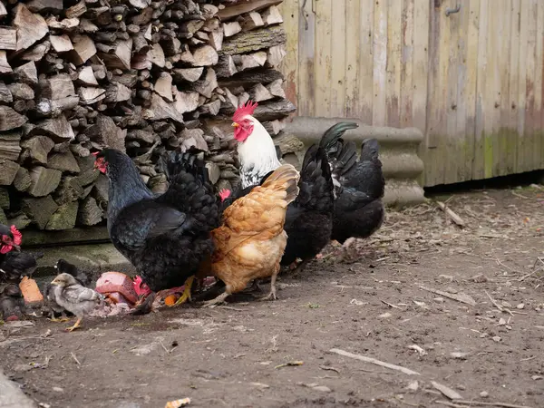 大人の鶏と鶏の農業状況 ストック画像