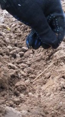 Toprağa havuç tohumları eklenir. Havuç yetiştiriyorum. Tarım. Dikey video