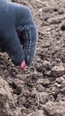 Toprağa soğan ekiyorum. Tarım. Dikey video