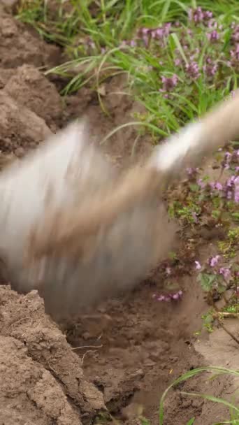 这块农田是用铲子挖出来的 手工耕作 垂直录像 — 图库视频影像