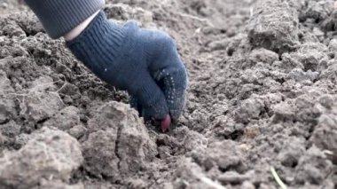 Toprağa soğan ekiyorum. Tarım.