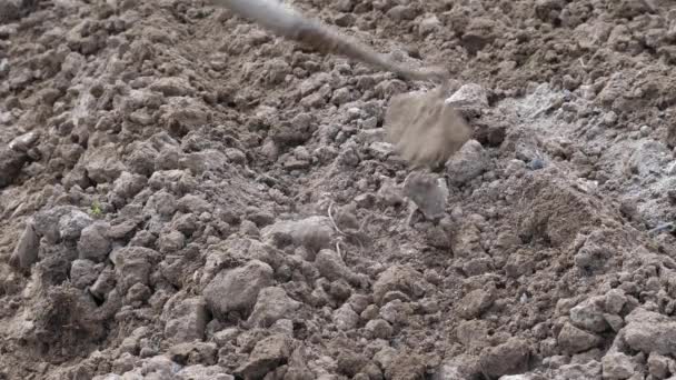 Σπόροι Καλύπτονται Χώμα Χέρι Γεωργία Αργή Κίνηση — Αρχείο Βίντεο