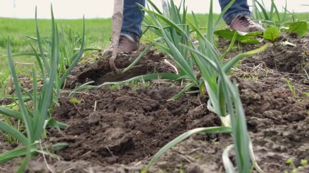Das Beet Mit Knoblauch Wird Gelockert Und Unkraut Entfernt Landwirtschaft — Stockvideo