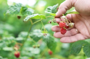 Bir çiftçi olgun ahududu inceler. Ahududu hasadı.